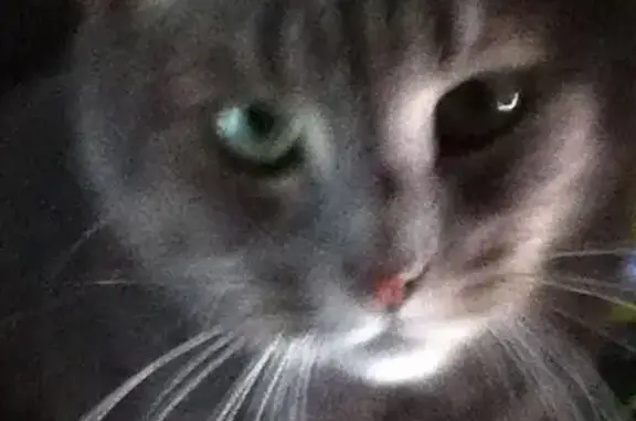 Missing cat , photo: Lost Grey Tabby Cat in Wyndham City