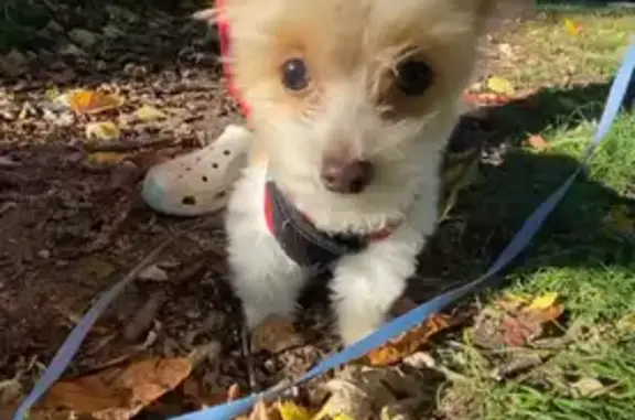 Lost Собака, Male, East Washin...