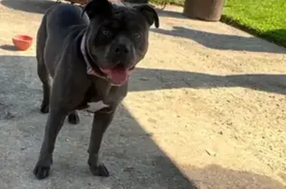 Lost Собака, Yale Avenue, New...