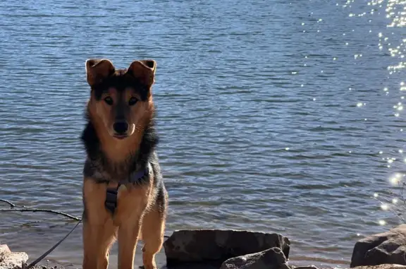 Lost Собака, Cooper Avenue, 14...