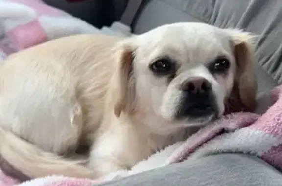 Lost Собака, West Bella Vista...