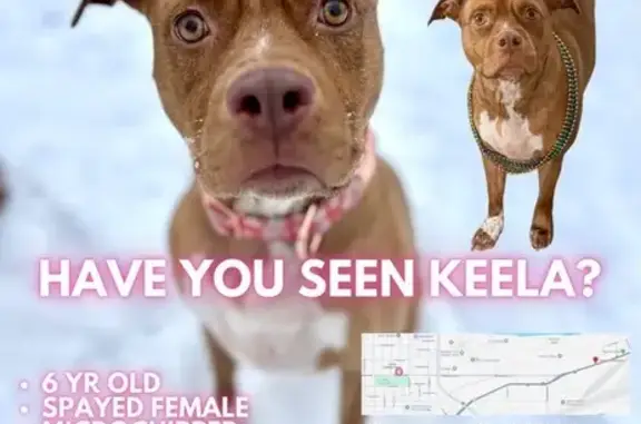 Lost Собака, Female, North Nel...