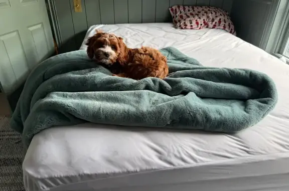 Missing dog Orem, photo: Lost Собака, West 620 South, Orem - Cavapoo with red fur