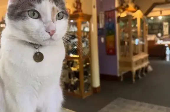 Missing cat Female, Lincoln City (usl531911) - photo