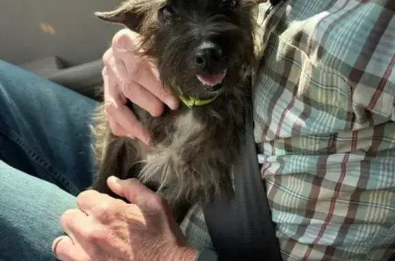 Lost dog, Powderhorn Drive, 40...