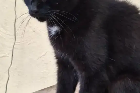 Lost Cat: Black with White Markings