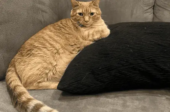 Lost Кошка, Jewel Lane North, Plymouth, Minneapolis - orange tabby, green eyes - photo