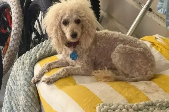 Lost White Poodle on Kingsley St, Byron