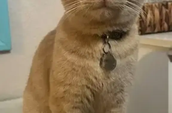 Lost Кошка Male, Parklake Place, 7240, Indianapolis - photo