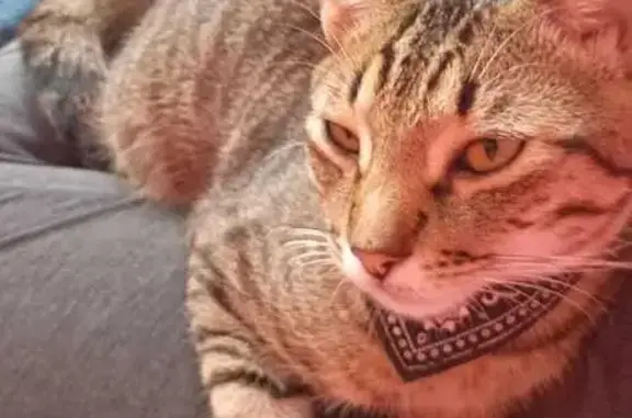 ¡Ayuda! Gato Tabby Verdoso Perdido