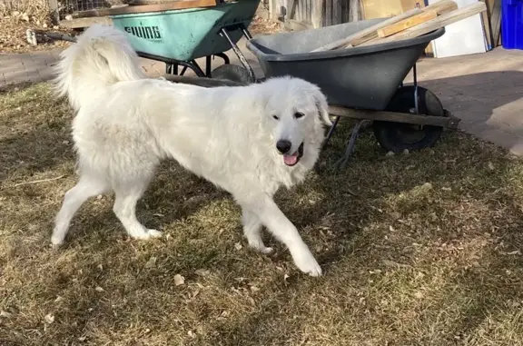 Lost Собака, Female, North Taft Hill Road, 921, Fort Collins - 100 pounds, pure white - photo