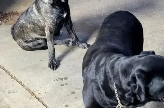 Found собака, Pearl Lane, 2005...