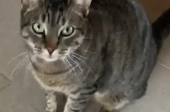 Animaux perdus Eaunes, photo: Perdu chat homme, Chemin de Beaumont, 815, Eaunes - chat tigré de 7 kilos