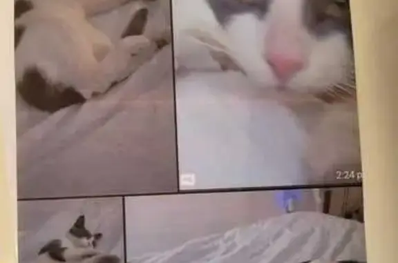 Lost кошка, Cleveland Street, 6309, Hollywood - gray and white 9 month - photo
