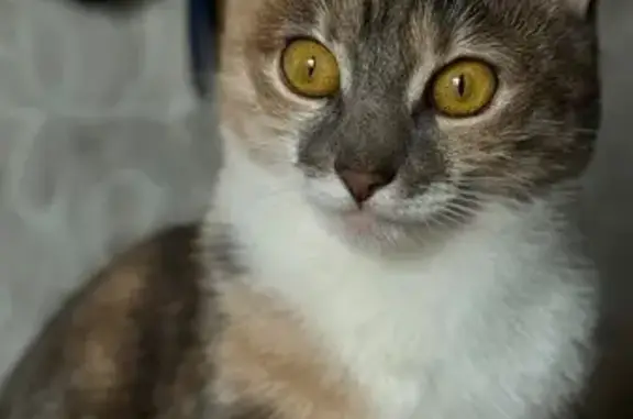 Допоможіть знайти нашу кішку Лізу! 🐾