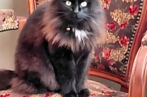 Animaux perdus Paris, photo: Perdu chat femme, Rue de la Créole, Concarneau - noir avec collier à clochette
