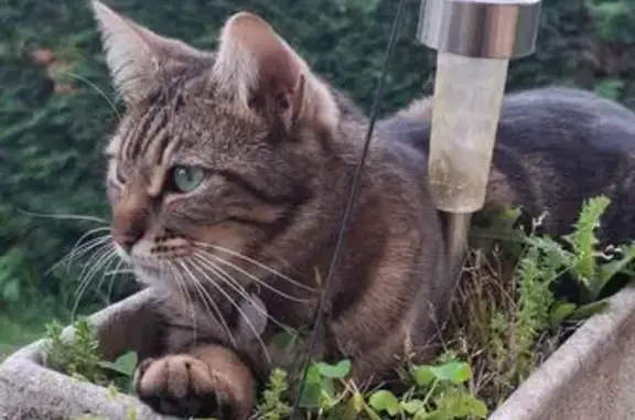 Chat perdu, Guéreins, photo: Perdu Chat Femme, Route du Beaujolais, Peyzieux-sur-Saône, Guéreins - tigrée et dodue