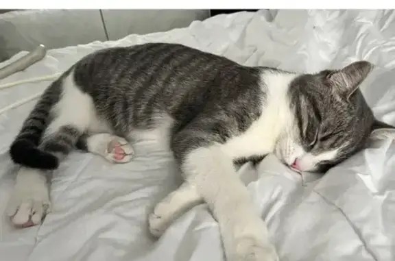 Chat perdu, Rue Cateline, Saint-Maclou, Toutainville - gentil gris et blanc - photo