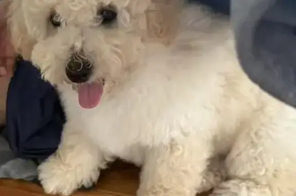 Lost pets , photo: Lost Yellow Dog: Flurry, Microchipped