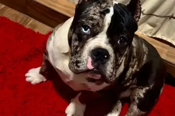 Lost Собака, South Main Street, 1817, Ada - Merle American pocket bully female - photo