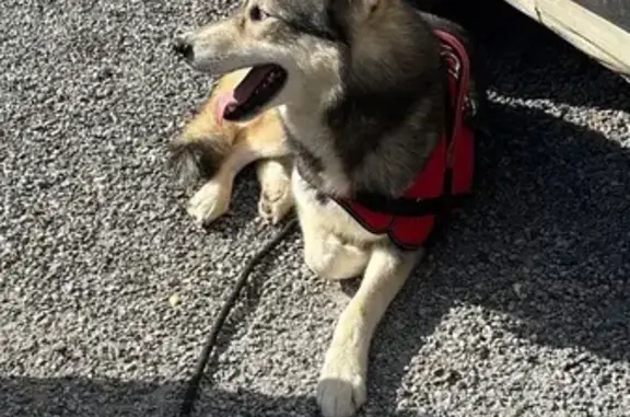 Chien perdu Crézancy, photo : Perdu chien homme, D1003, 1, Crézancy - très craintif