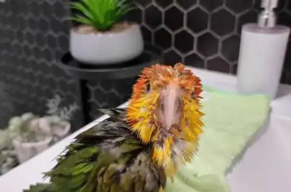 Lost pets Moonee Valley, photo: Lost Bird Near Airport West - Help Find Mango!