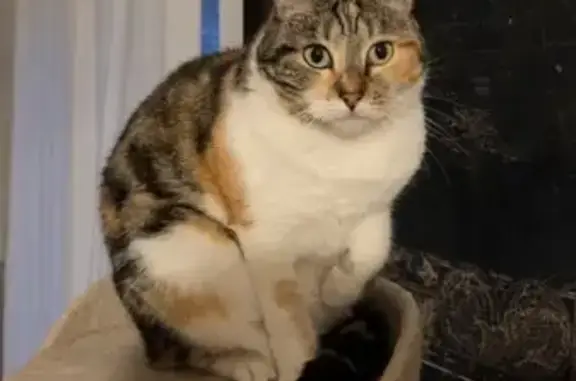 Chat perdu, Sorel-Moussel, photo: Perdu chat femelle, Rue de Houdan, 7, Bû, Sorel-Moussel - yeux verts, très peureuse