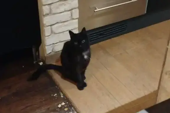 Perdu Chatte Femme, Rue Armand Noblet, 1, Choisy-le-Roi, Paris - petite chatte noire avec médaillon blanc - photo