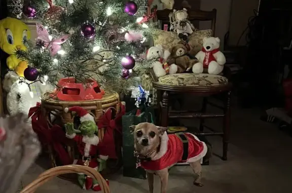 Lost собака, Female, The Lakes, 2751, Oakland Park - white with cataracts - photo