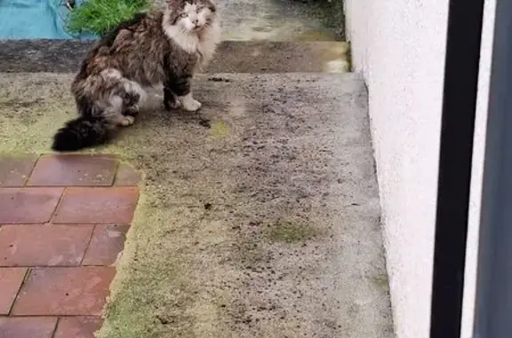 Chat trouvé Renazé, photo: Trouvé chat mâle, Rue des Chardonnerets, Saint-Martin-du-Limet, Renazé - très grand, pelage emmêlé