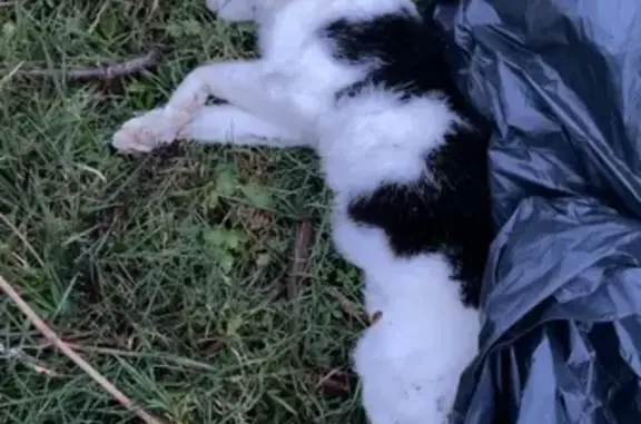 Animaux trouvés Toulouse, photo: Trouvé Chat, Route Martin Civat, Mainxe-Gondeville, Toulouse - noir et blanc, sans collier