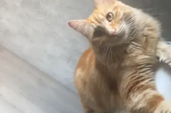 Perdu chat femelle, Rue du Cloitre Notre-Dame, 6, Paris - tombée du balcon - photo
