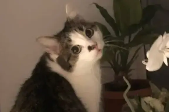 Біле забарвлення з сіро-коричневими смужками на спині та голові, мордочка лапки теж білі. Має виразну темну плямку на носі. Великі очі жовто-зеленого кольору. Може відізвати на ім'я Кицюня. Будь ласка, якщо побачите, не ловіть її, а одразу телефонуйте.