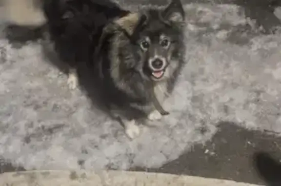 Собаки потеряшки, , фото: Зникла собака в Гостомелі: сірий з білим