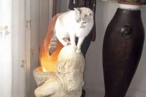 ¡Ayuda! Gata blanca perdida en Villanueva