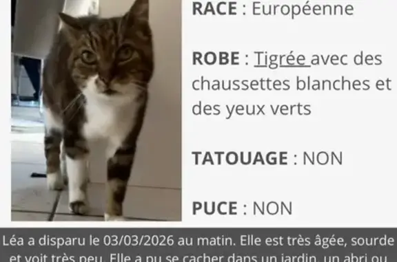 Animaux perdus Paris, photo: Perdu chat, femme, Impasse du Chemin Noir, Séné, Paris - tigré avec chaussettes blanches