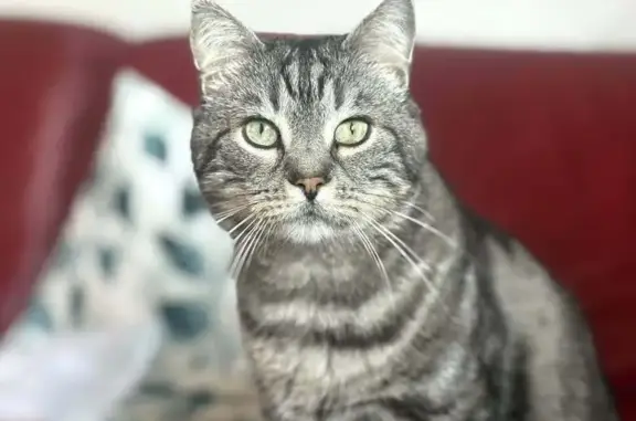 Animaux perdus Paris, photo: Perdu chat homme, Avenue de Champagne, 3, Beauvais - malade avec insuffisance rénale