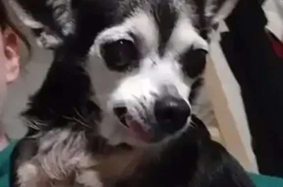 Lost Собака, Virginia Drive, 1909, Grand Prairie - трёхцветная чихуахуа с мордочкой Микки Мауса - photo