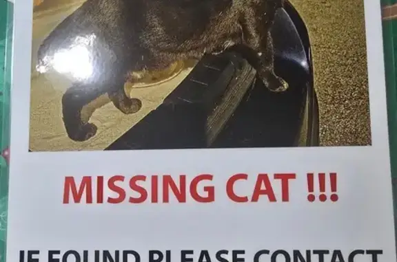 Lost pets Singapore, photo: Lost Aging Cat: Slow Movement in Joo Chiat