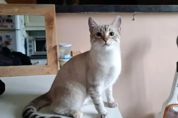 Chat perdu, Toulouse, photo: Perdu chat femelle, Saint-Martinien, Toulouse - beige et gris, coussinet rose