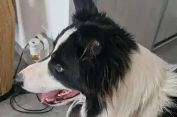Animaux trouvés Contamine-sur-Arve, photo: Trouvé chien mâle, Route de Pouilly, 227, Contamine-sur-Arve - Bordercoli avec collier