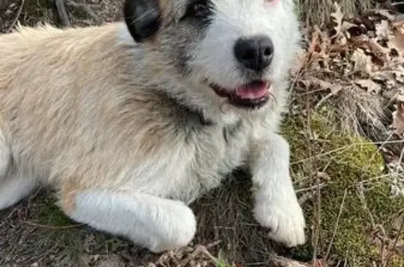 Animaux trouvés Paris, photo: Trouvée Chienne, Chemin de la Croix du Perthuis, 3, Saint-Étienne - très câlines et assoiffées