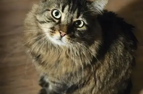 Chat perdu, Blain, photo: Perdu chat homme, Route de l'Isac, 86, Blain - n'a pas de queue