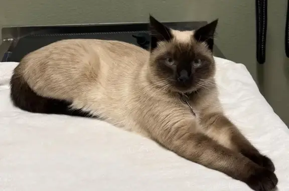 Missing cat Hidden Valley Lake, photo: Lost Кошка, Hidden Valley Lake, Santa Rosa - Siamese mix with big blue eyes