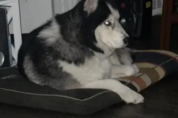 Missing dog Denver, photo: Lost Собака, Elmendorf Drive, 18400, Denver - black and white fur, blue eyes