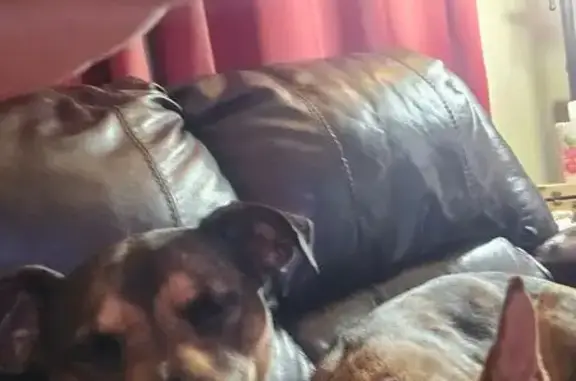 Lost Собака, East Paris Avenue, 1416, Peoria - very friendly, chipped - photo