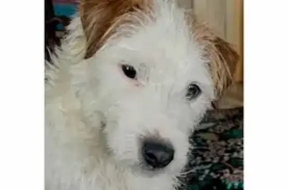 Lost Собака, Gifford Hill Road, 124, Oneonta - male with orange jacket & harness - photo