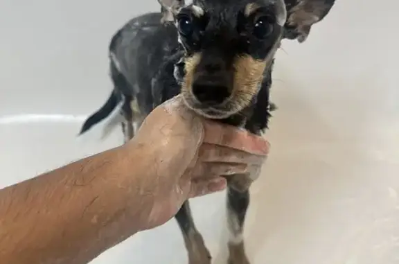 Lost Собака, 12th Street Northeast, 1235, Cleveland - all black with brown markings - photo