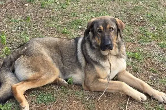 Perro Marrón Perdido en Reus: Juguetón y Bueno