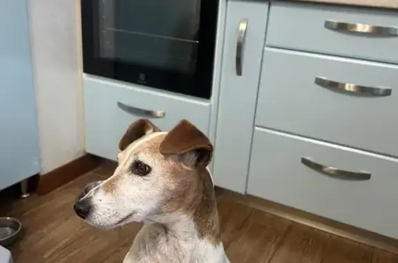 Зникла собака з ранами у Вінниці